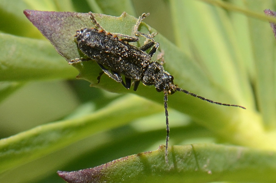 Cantharidae: cfr. C. tristis o Ancistronycha abdominalis